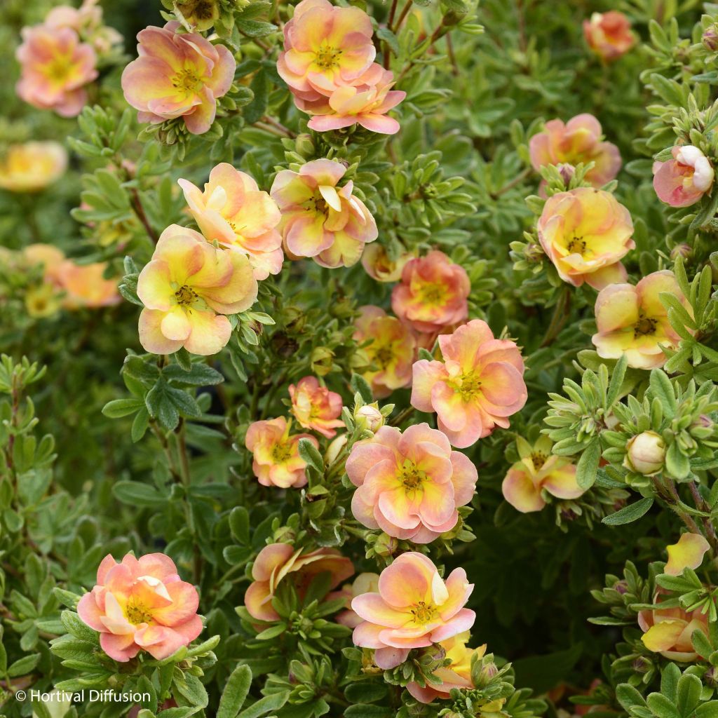 Potentilla fruticosa Double Punch Peach - Shrubby Cinquefoil