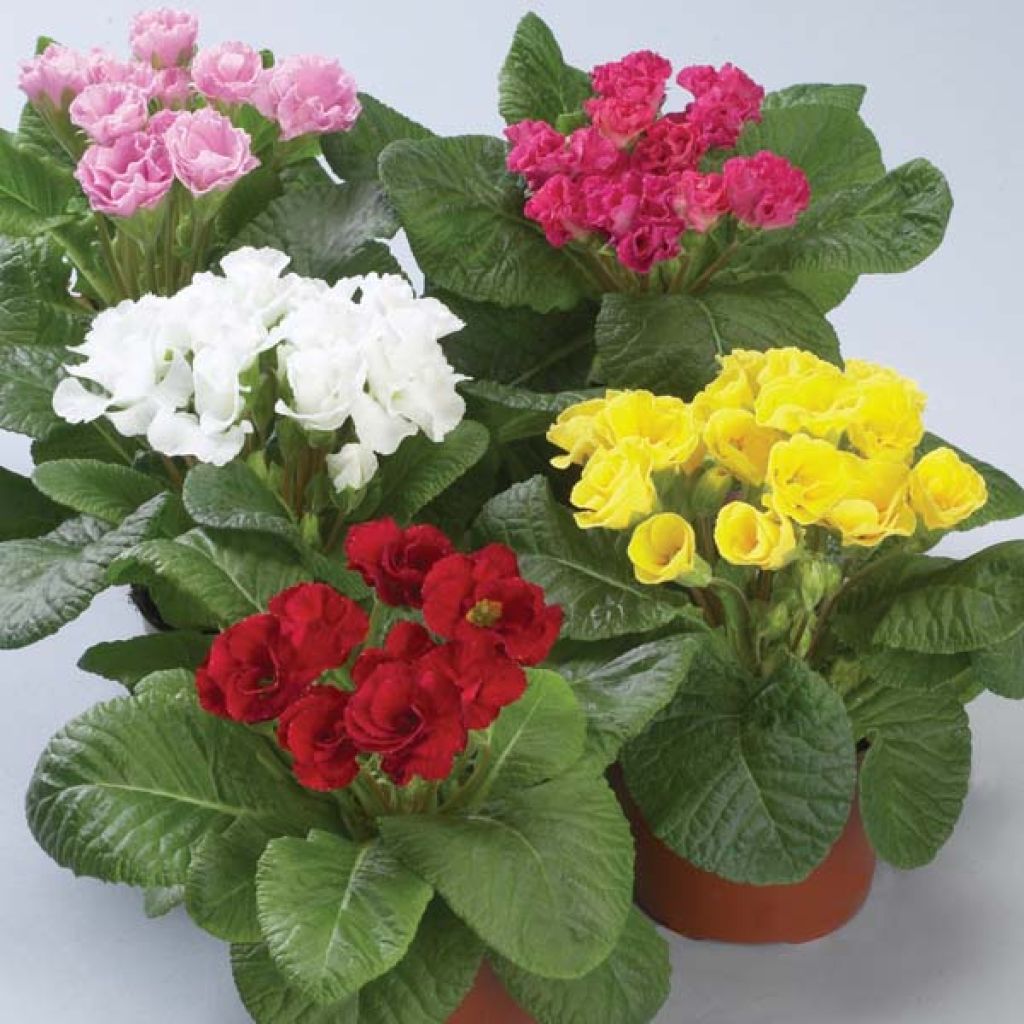 Primula Double Primlet Mix - Primrose