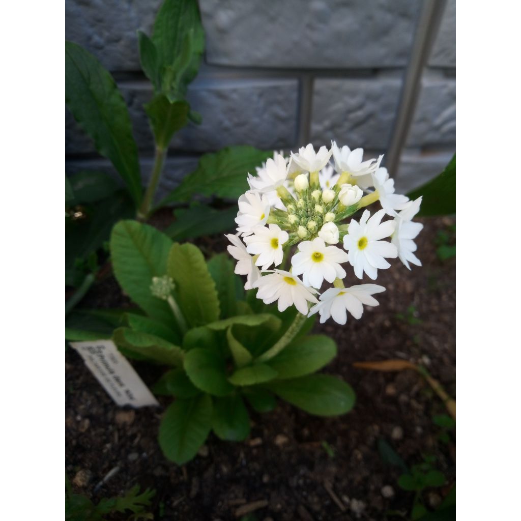 Primula denticulata Alba - Primrose