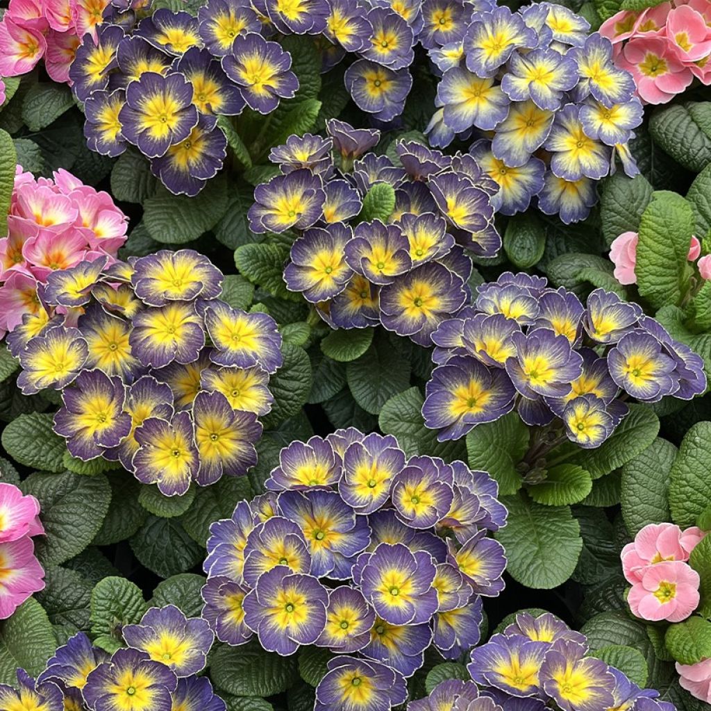 Primula Fireflies - Primrose