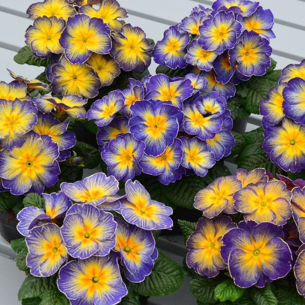 Primula Fireflies - Primrose