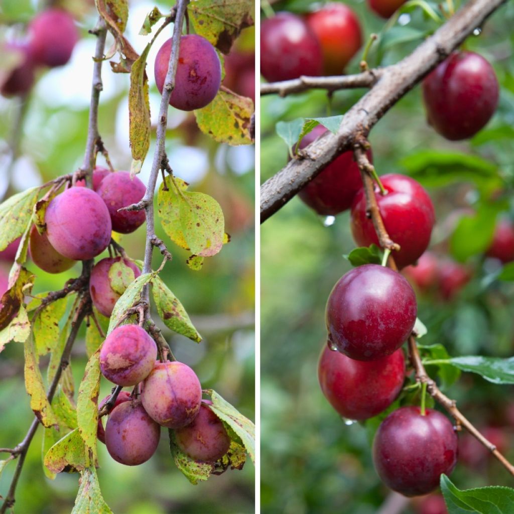 Duo of plum trees