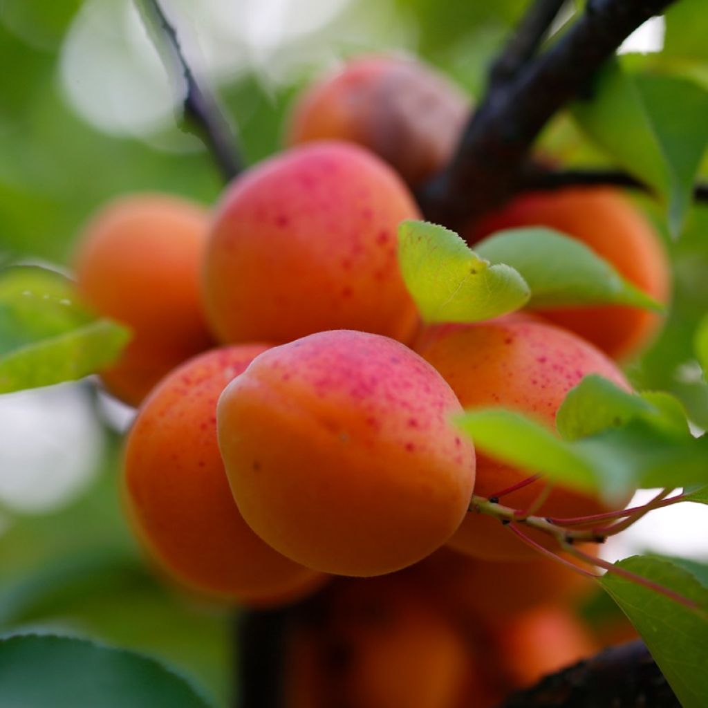 Prunus armeniaca Early Orange - Apricot Tree