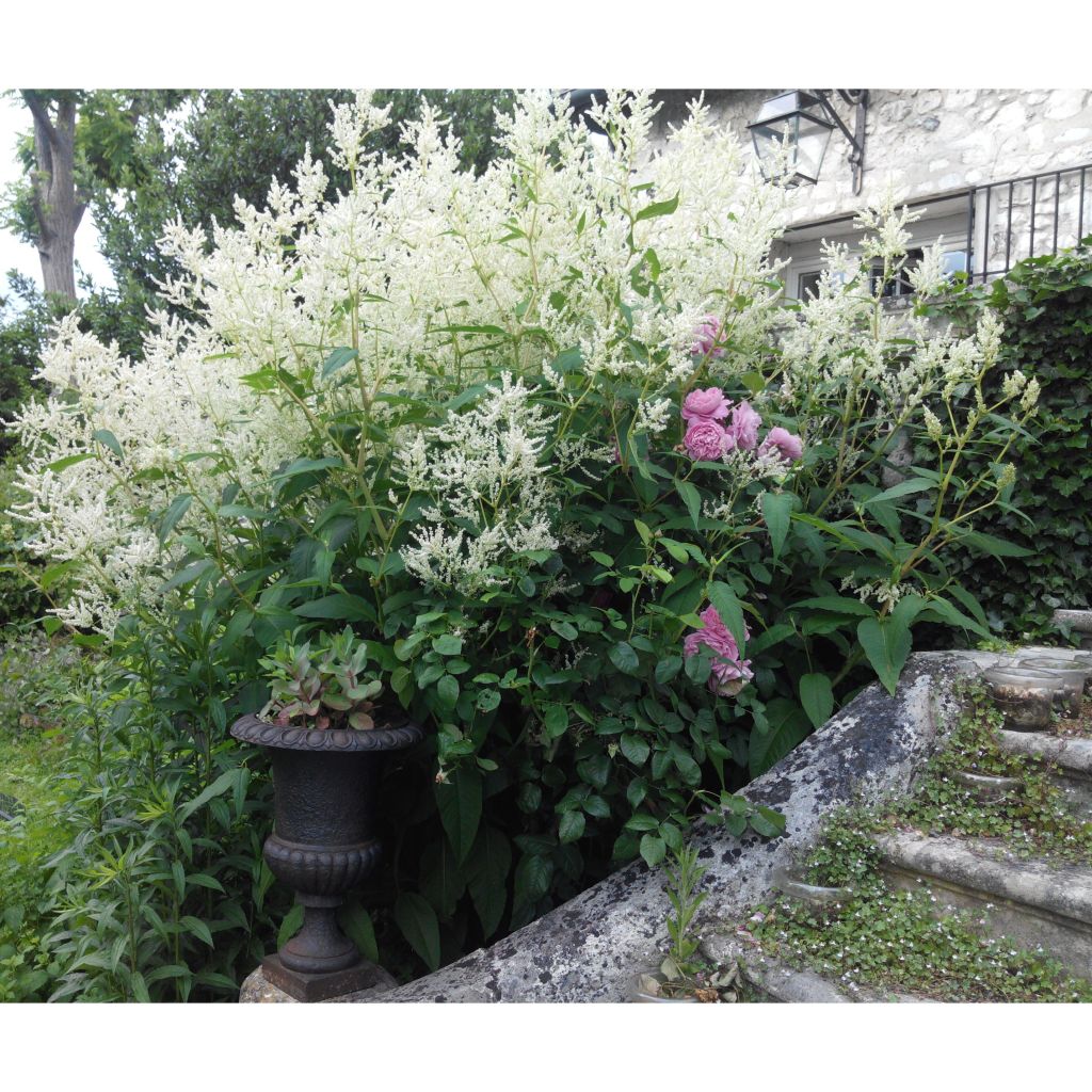 Persicaria polymorpha - Knotweed