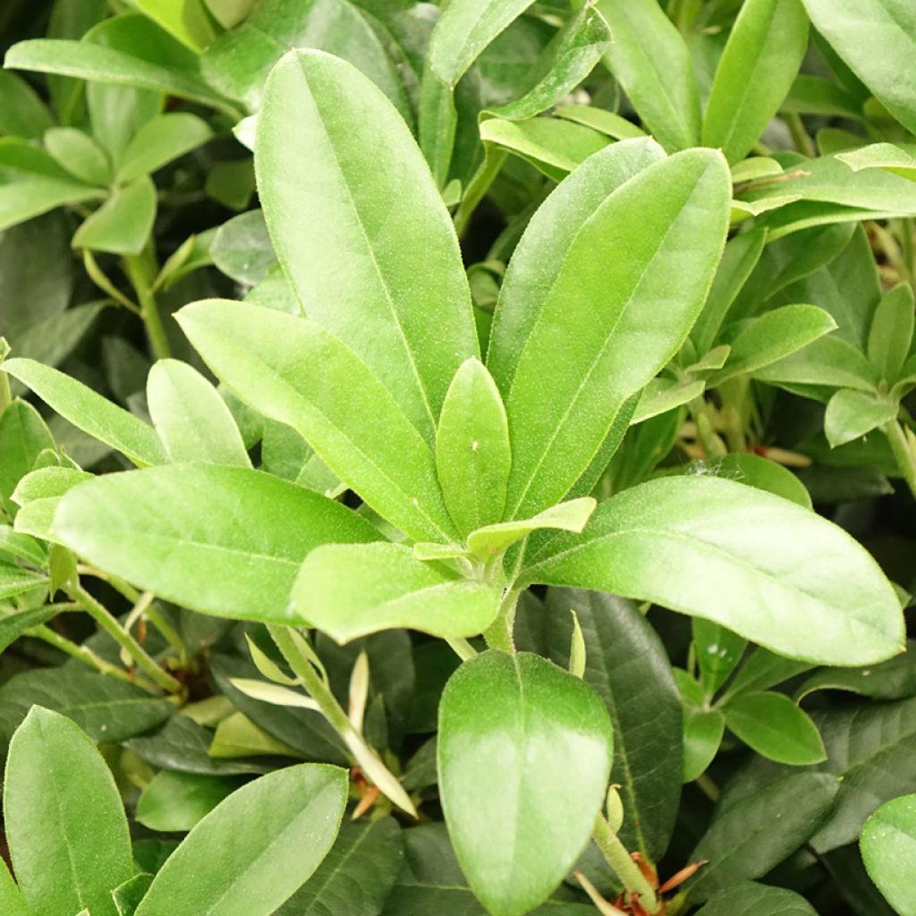 Rhododendron Scyphocalyx