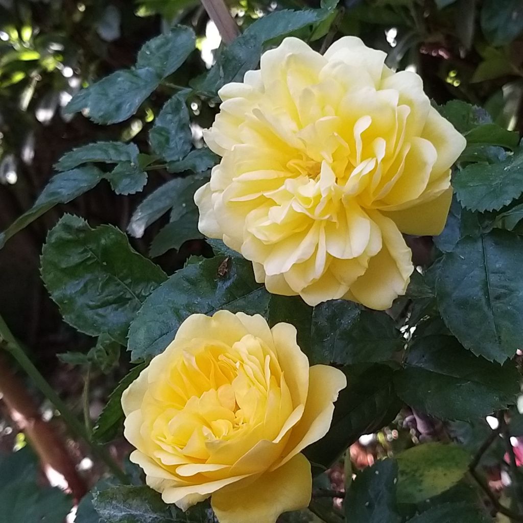 Rosa x floribunda Rosa Anny Duperey