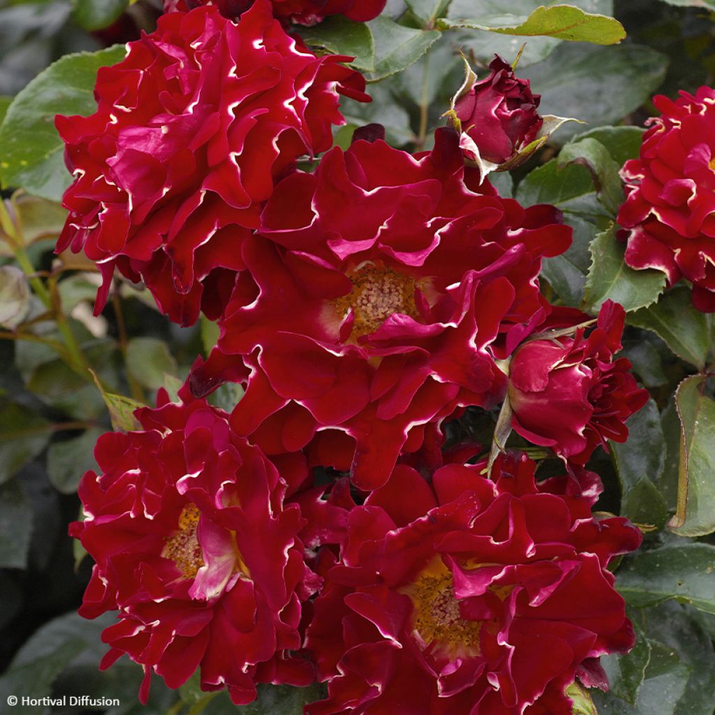 Rosa x floribunda Red Lady Ruffles