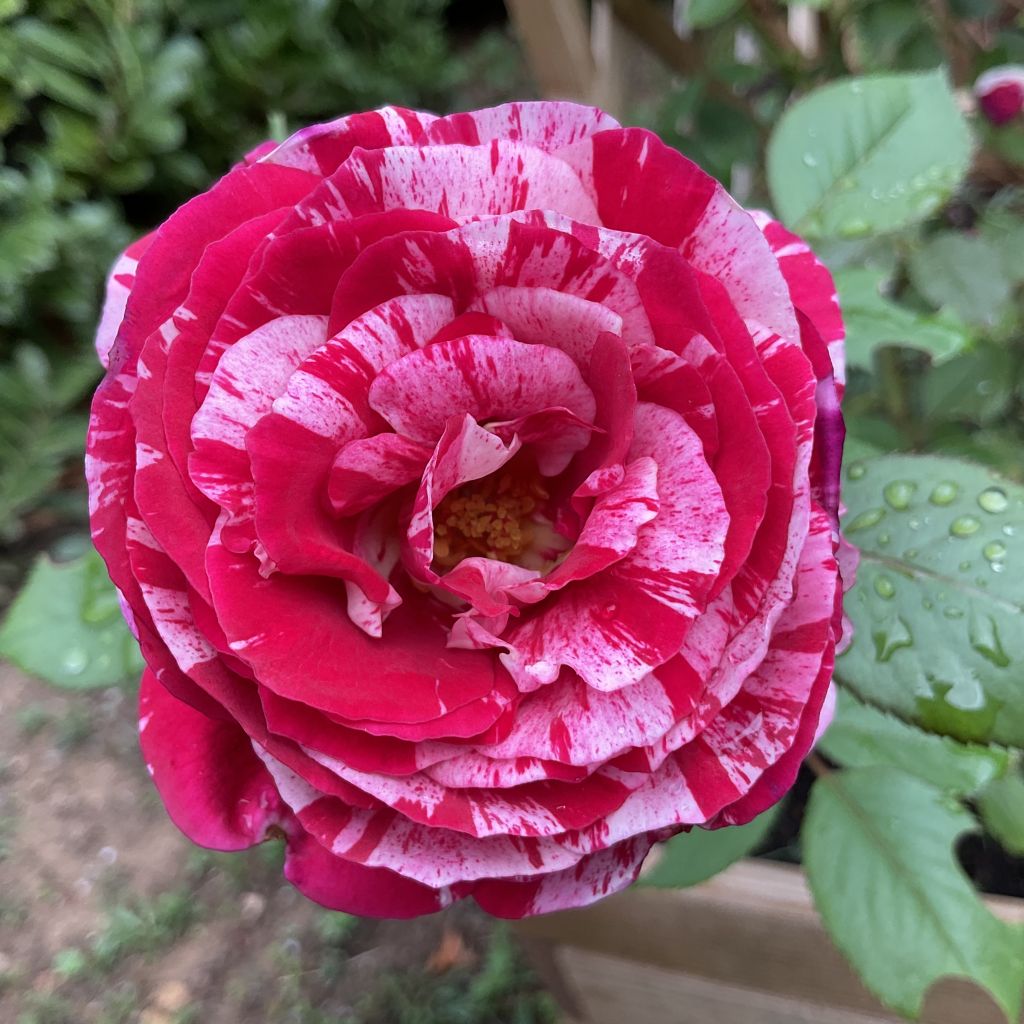 Rosa x floribunda Scentimental - Floribunda Rose