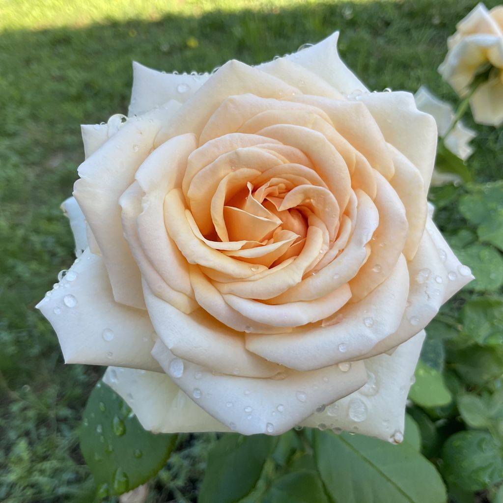 Rosa Eleganza Courage - Hybrid Tea Rose