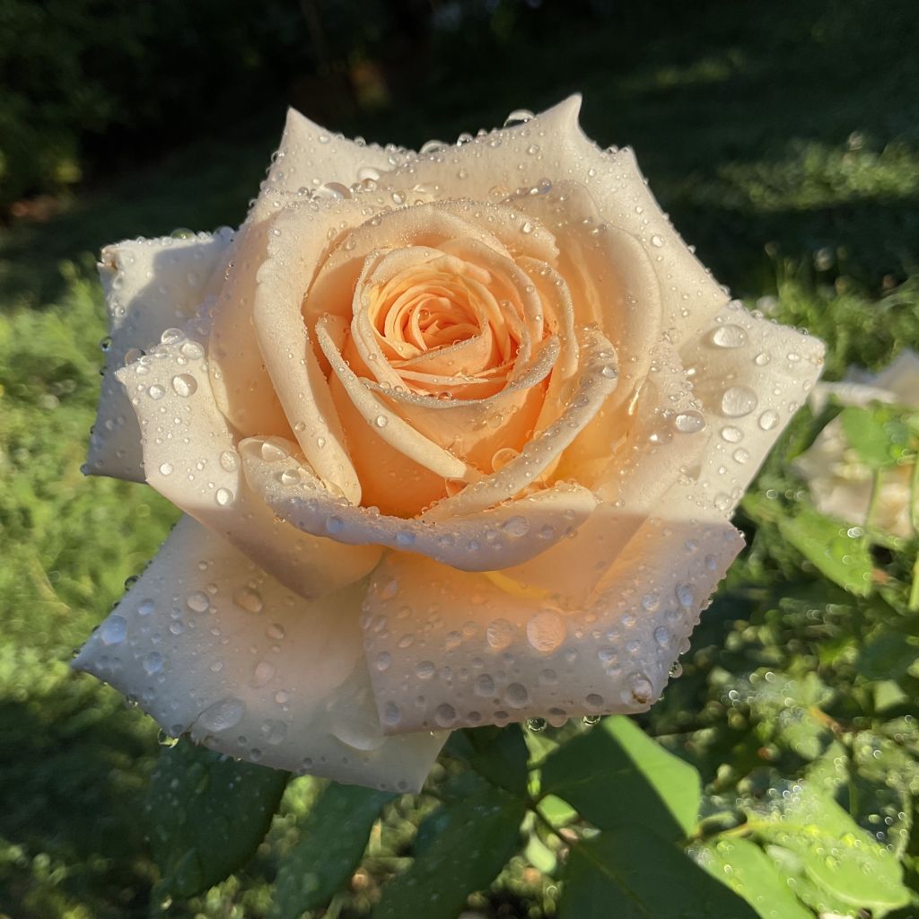 Rosa Eleganza Courage - Hybrid Tea Rose