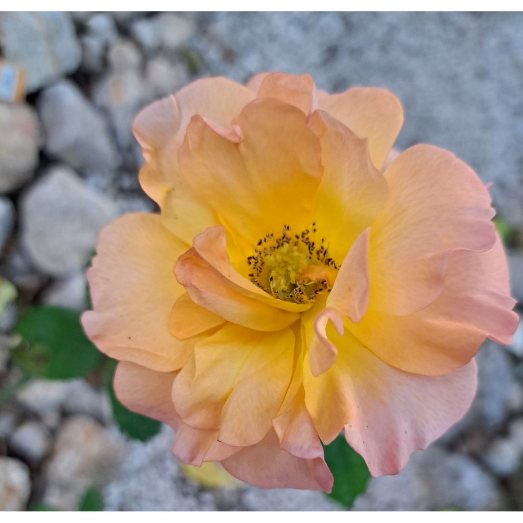 Rosa Ibiza - Hybrid Tea Rose