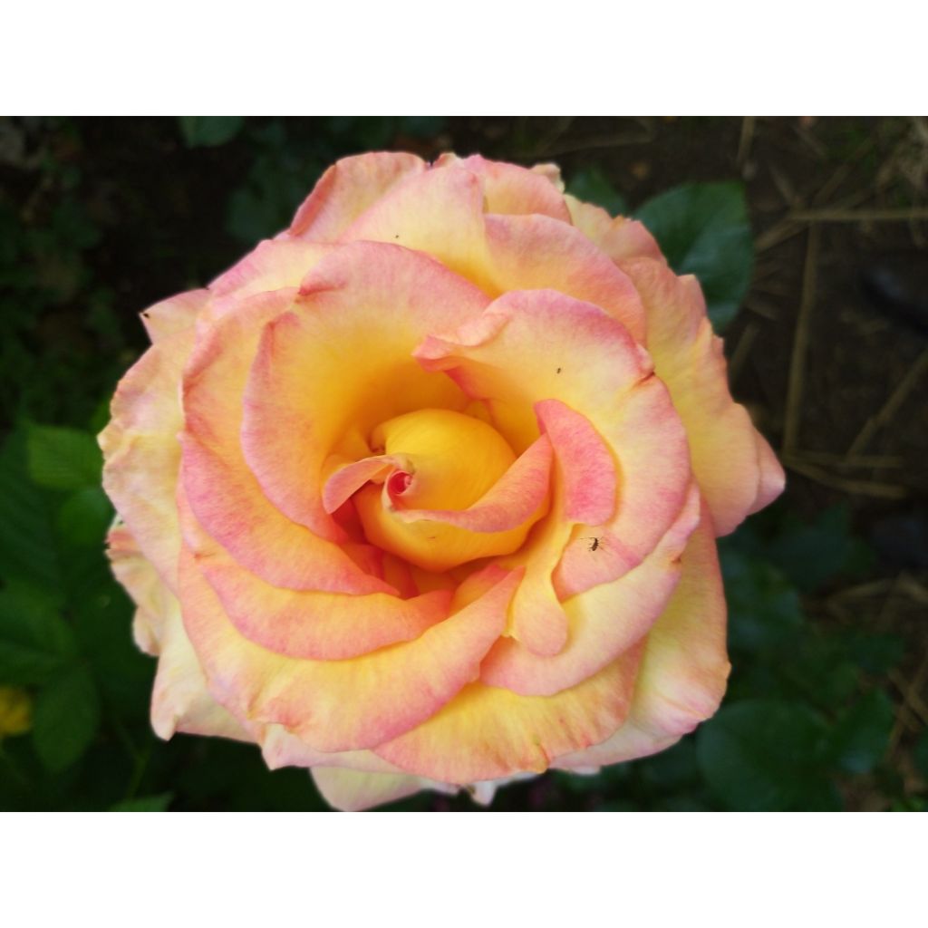 Rosa 'Jules Verne' - Hybrid Tea Rose