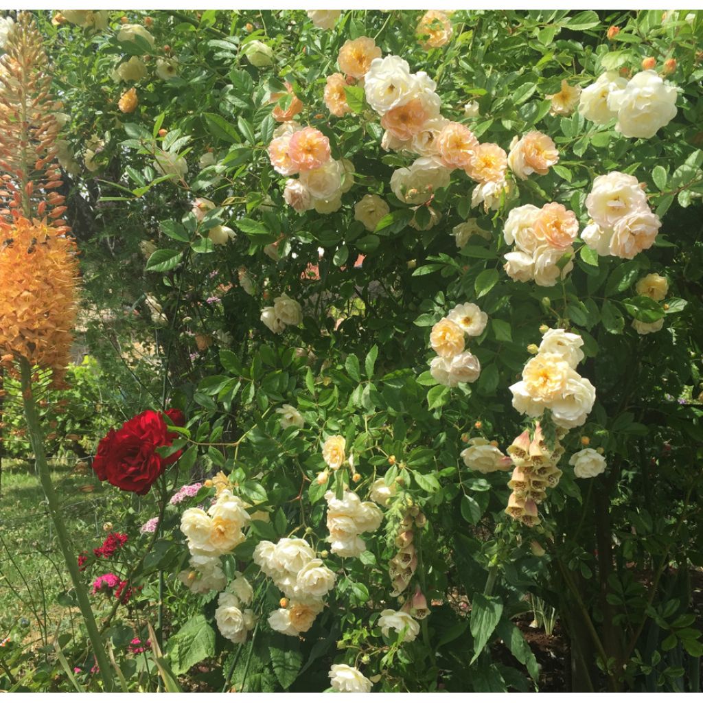 Rosa Ghislaine de Féligonde - Climbing Rose