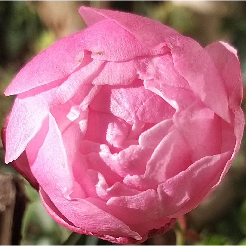 Rosa chinensis Old Blush - China Rose