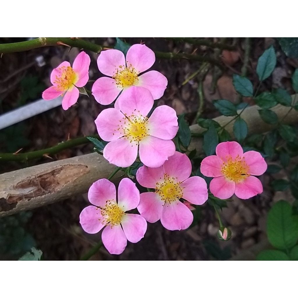 Rosa Topolina - groundcover rose