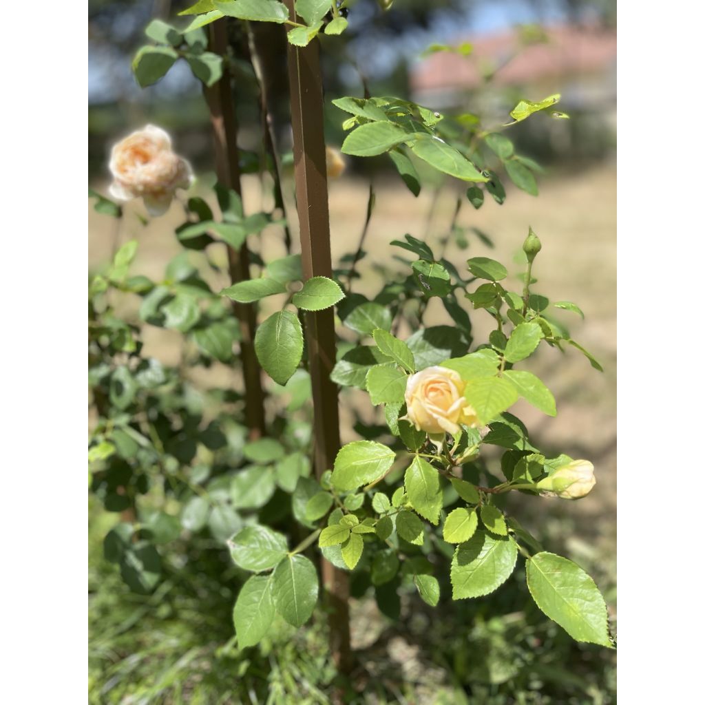 Rosa 'Bathsheba' - Climbing Rose