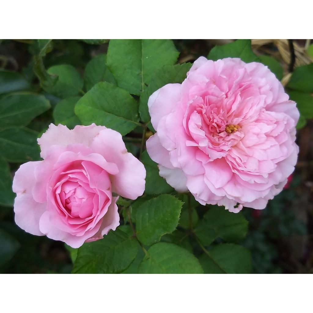 Rosa Generosa Elodie Gossuin