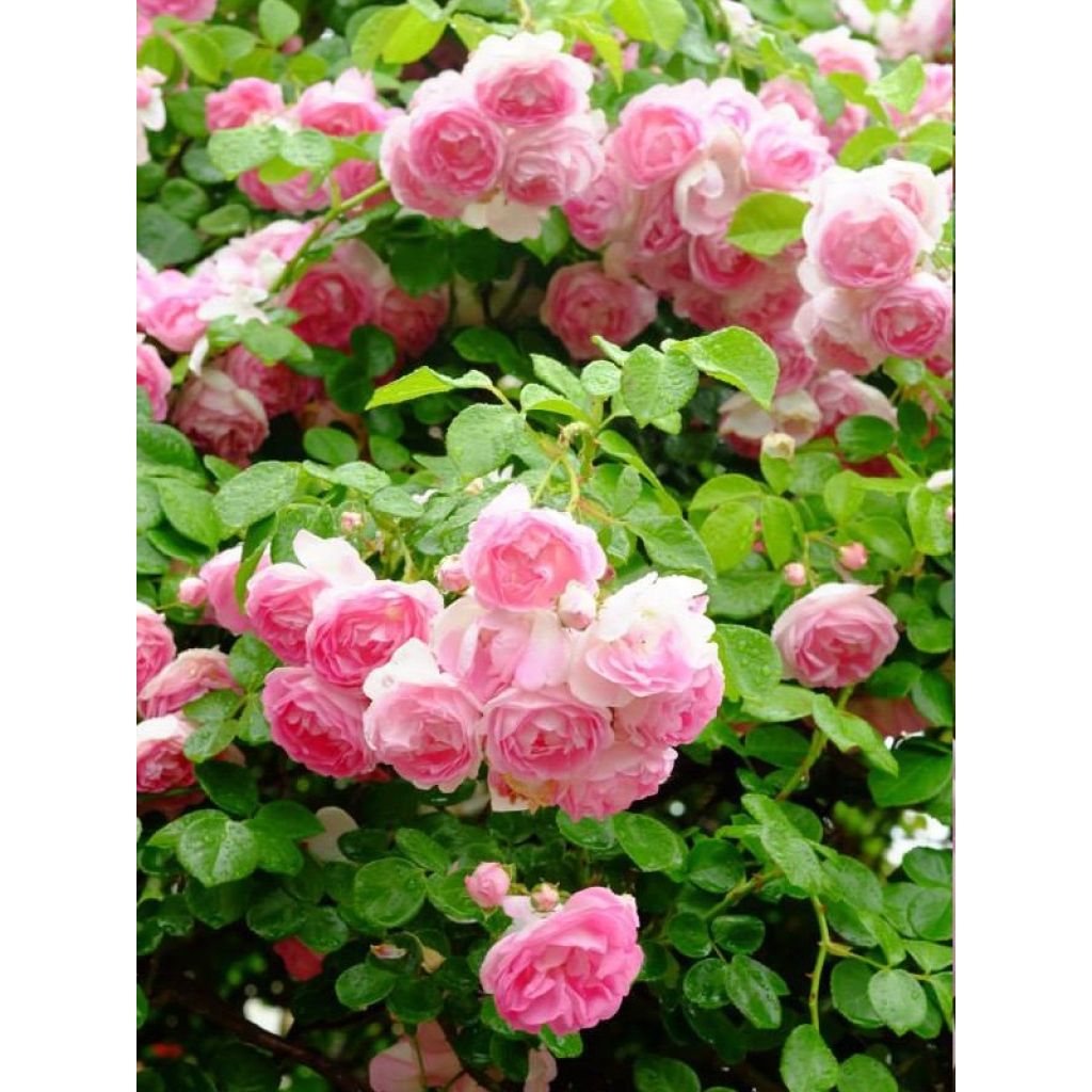 Rosa 'Jasmina' - Klettermaxe Climbing Rose