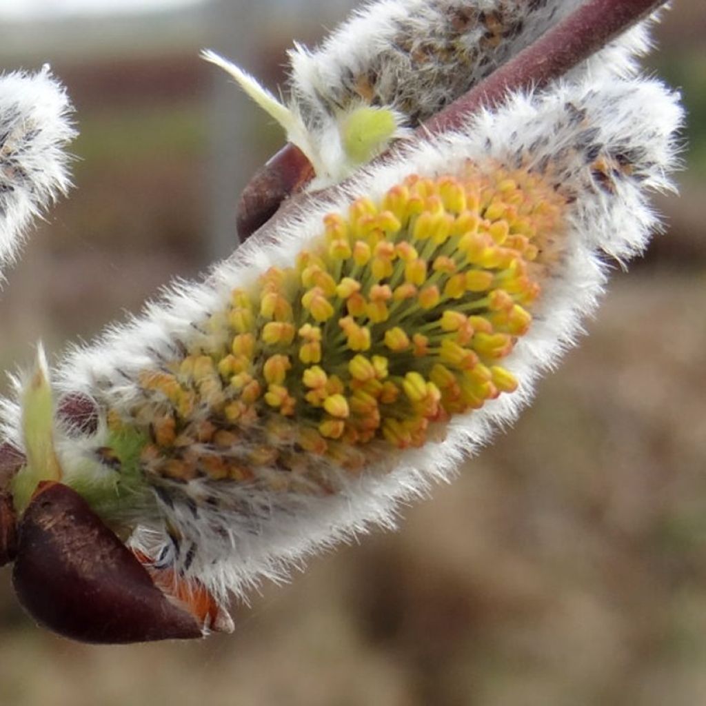 Salix caprea Gold-Bienenkätzchen - Great Sallow