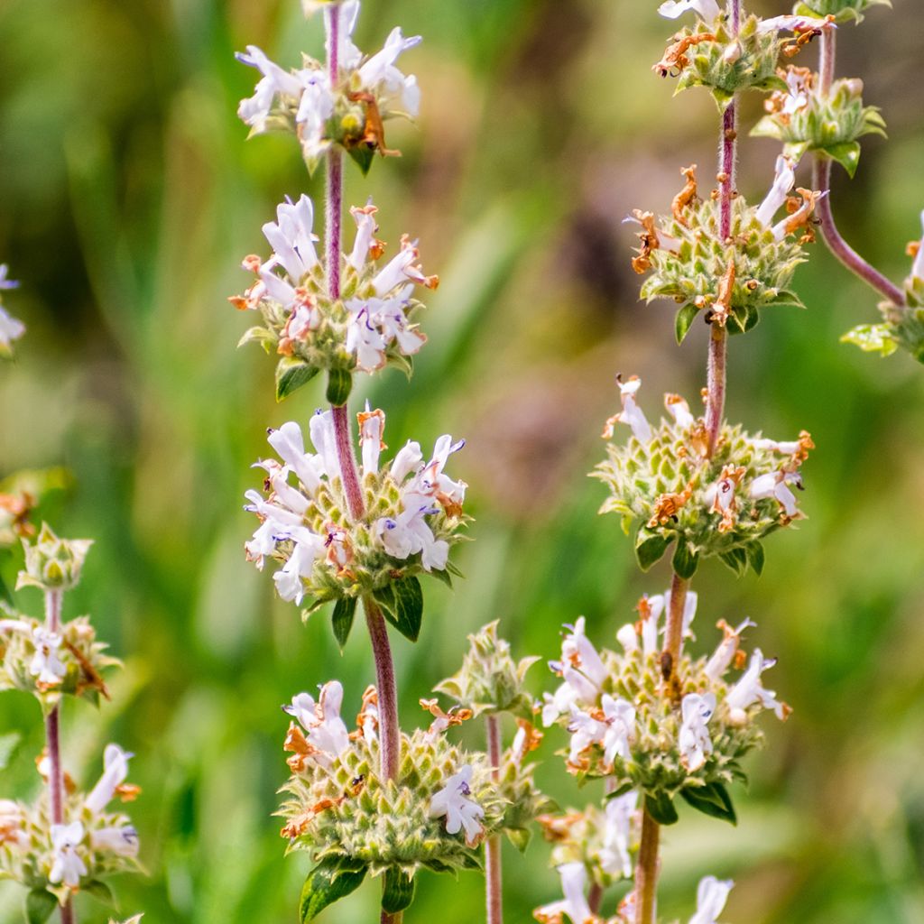 Salvia mellifera 