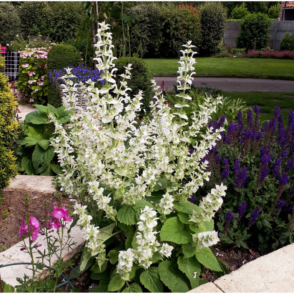 Salvia sclarea Vatican White