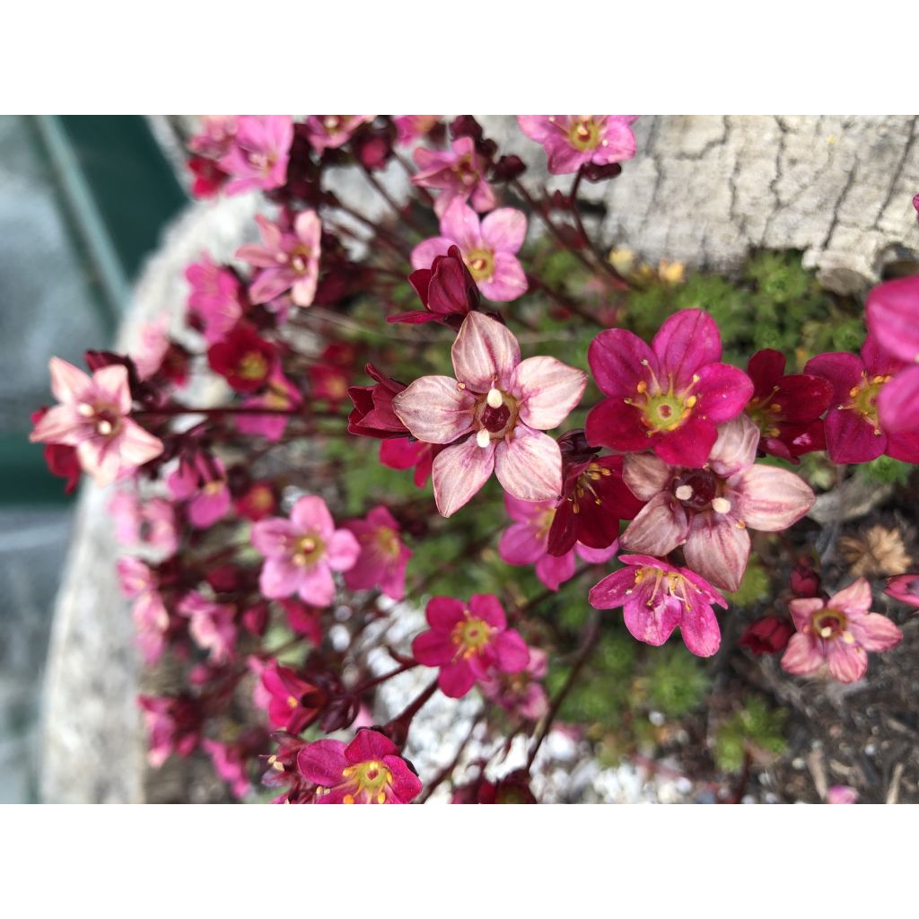 Saxifraga arendsii Peter Pan