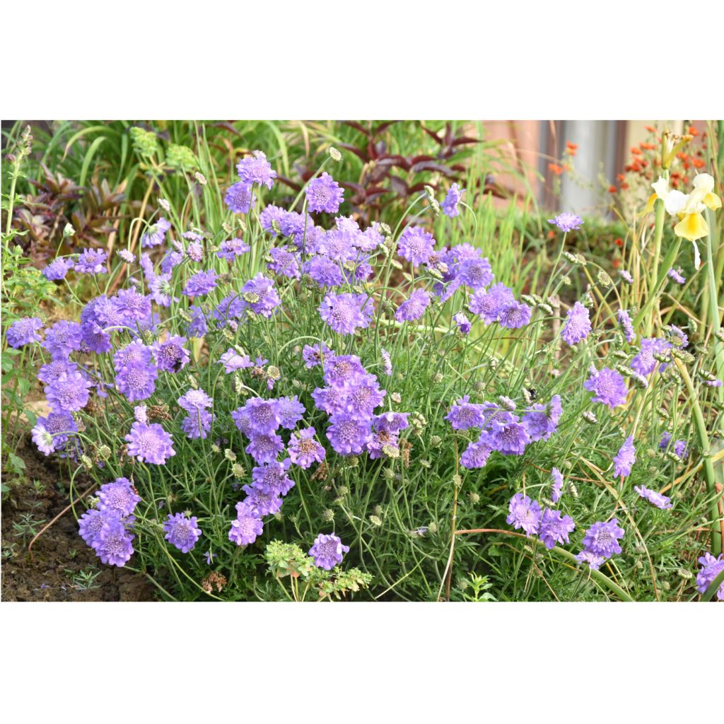 Scabiosa columbaria Butterfly Blue