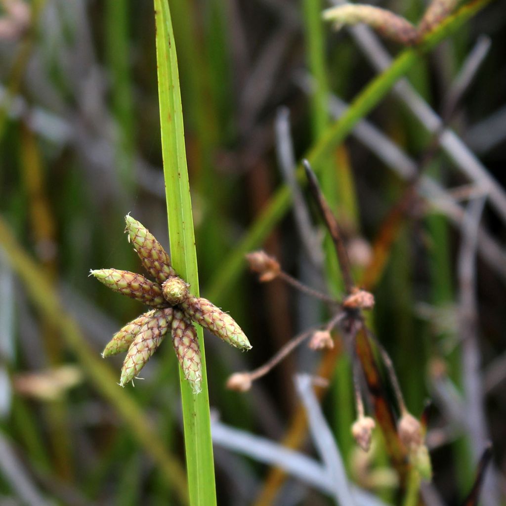 Scirpus mucronatus 