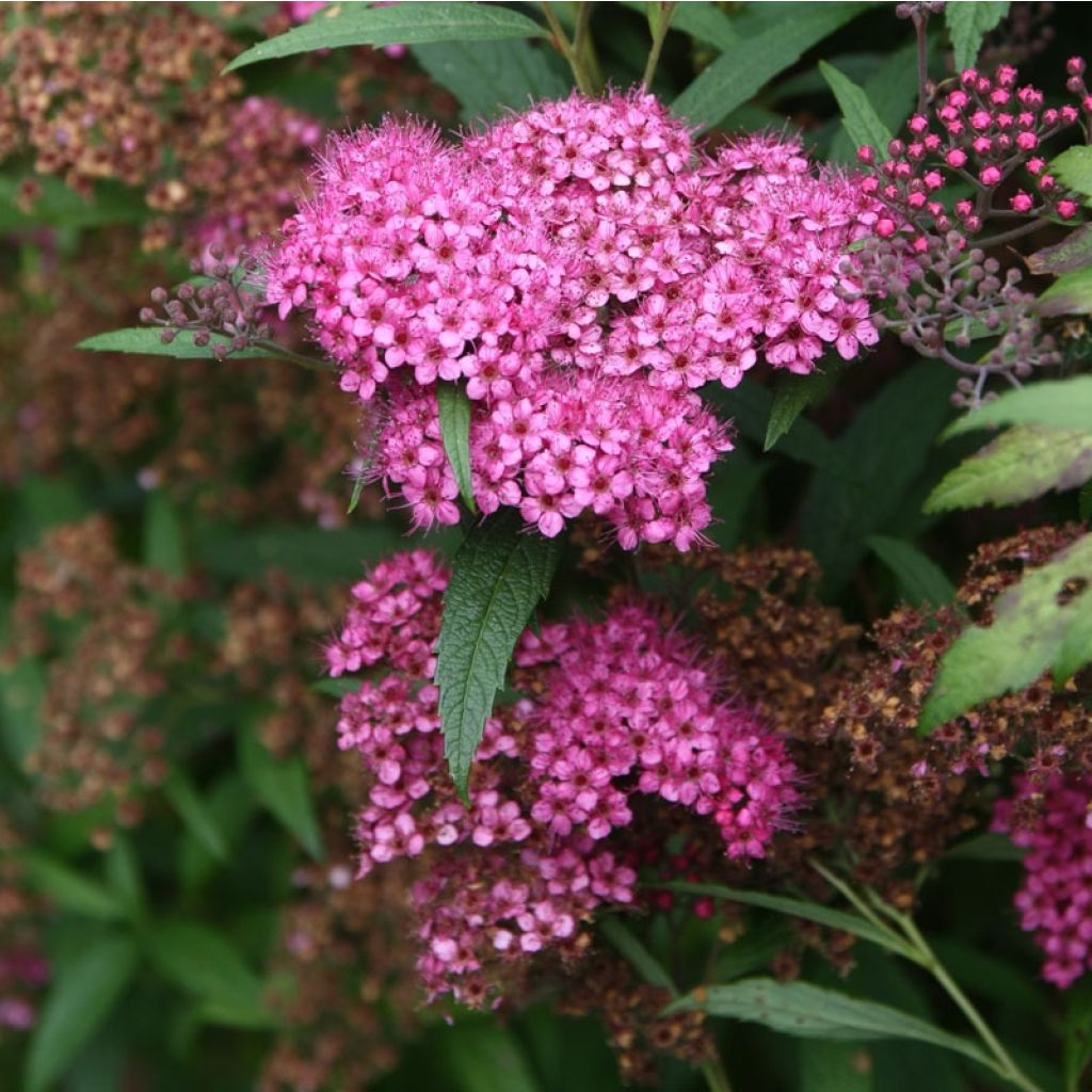 Spiraea japonica Anthony Waterer