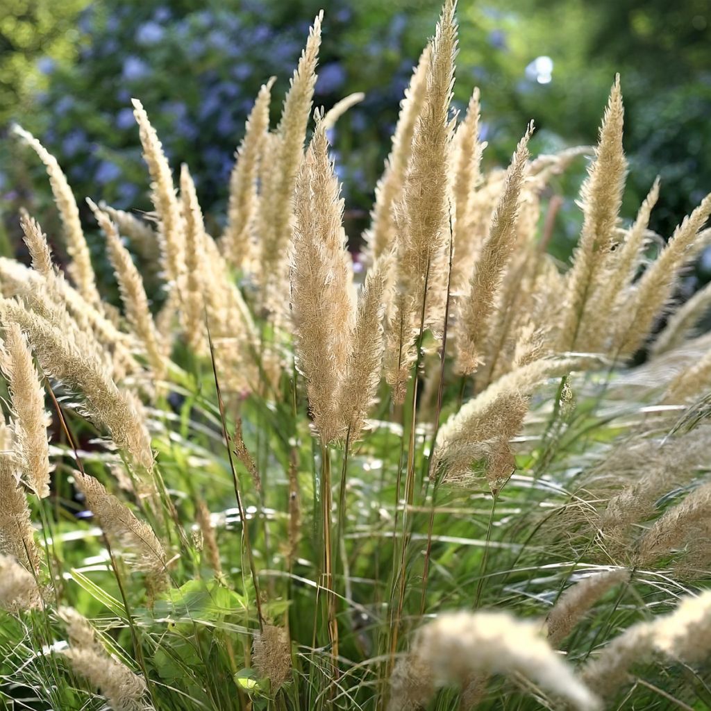 Stipa calamagrostis Allgäu - Silver Feather Grass