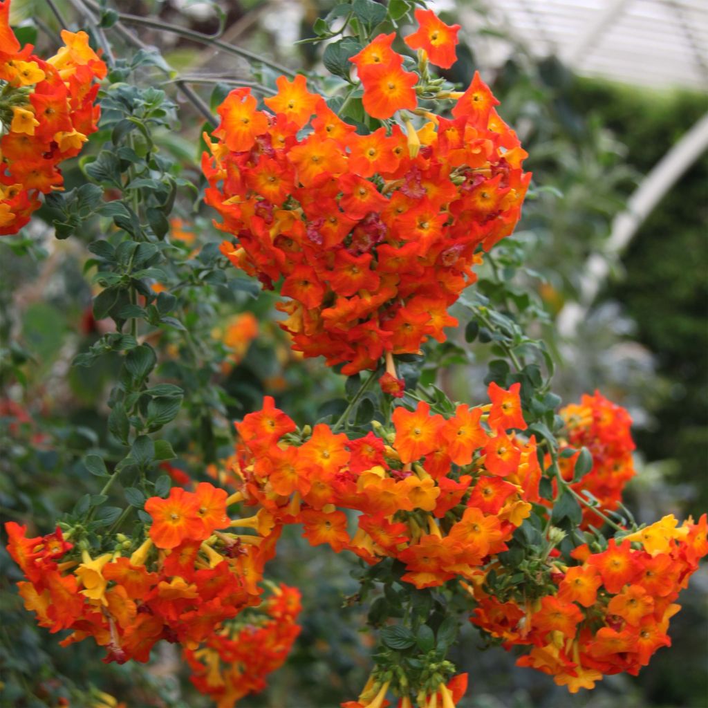 Streptosolen jamesonii - Marmalade Bush