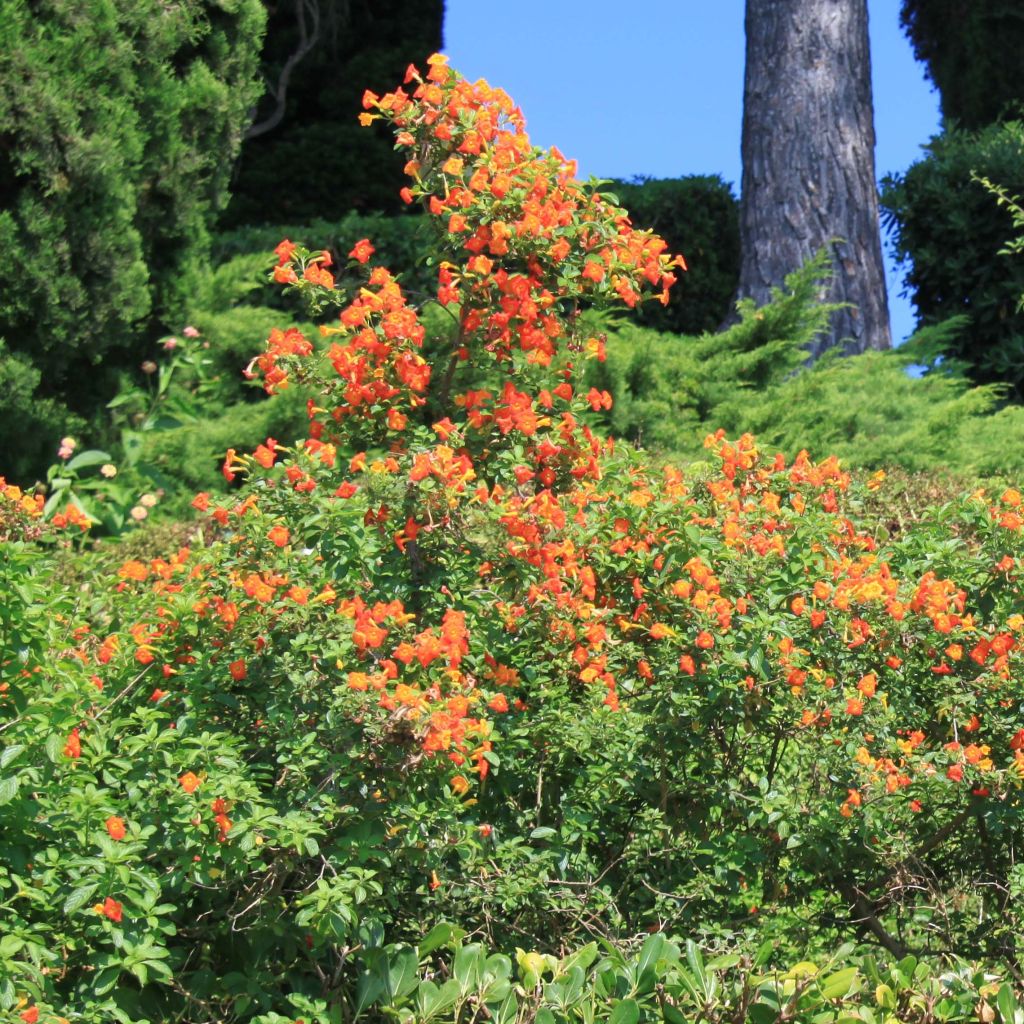 Streptosolen jamesonii - Marmalade Bush