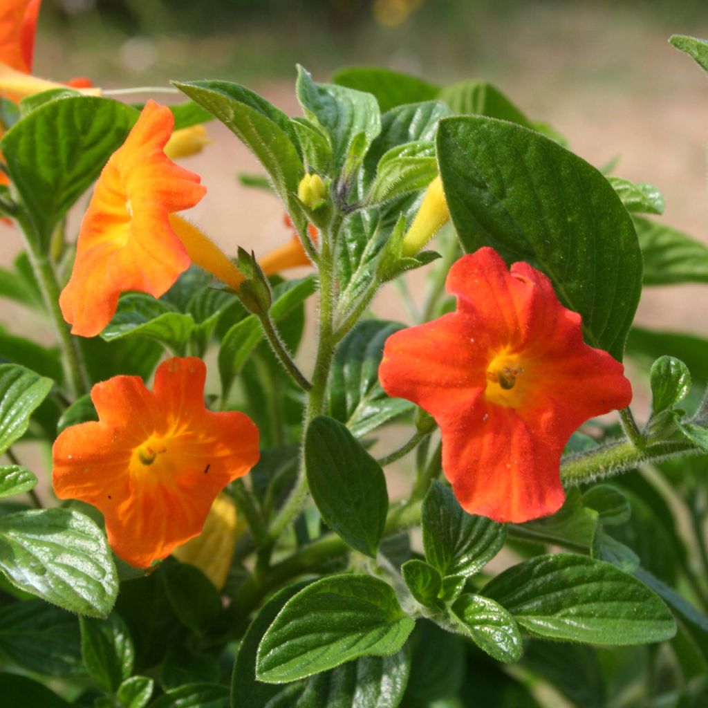 Streptosolen jamesonii - Marmalade Bush