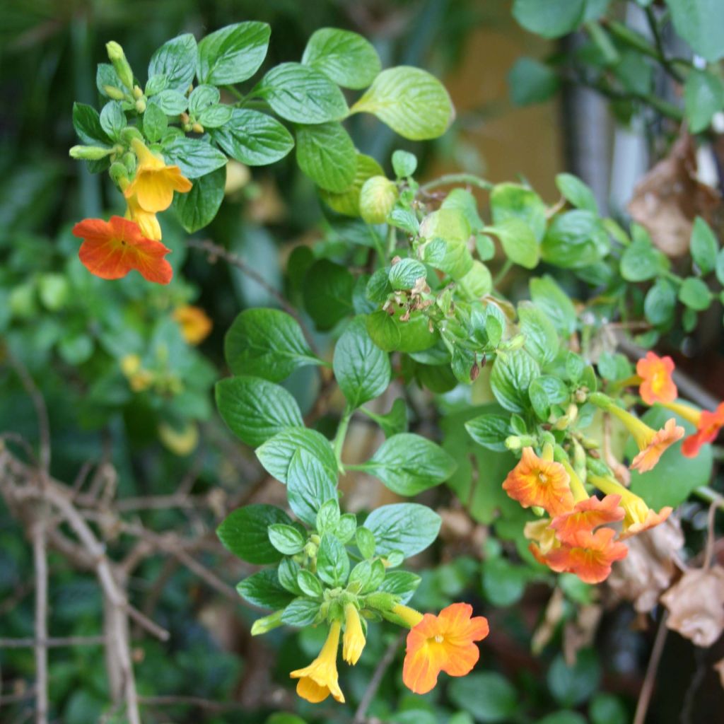 Streptosolen jamesonii - Marmalade Bush