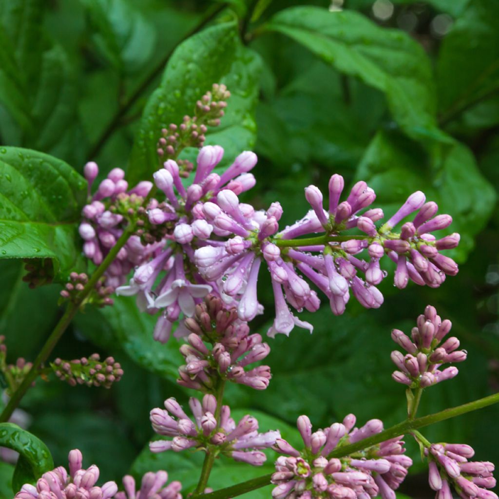 Syringa josikae