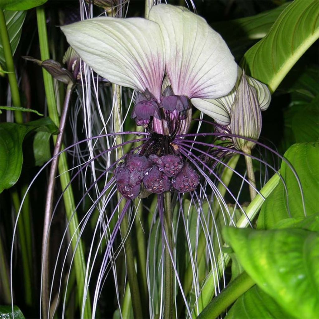 Tacca integrifolia