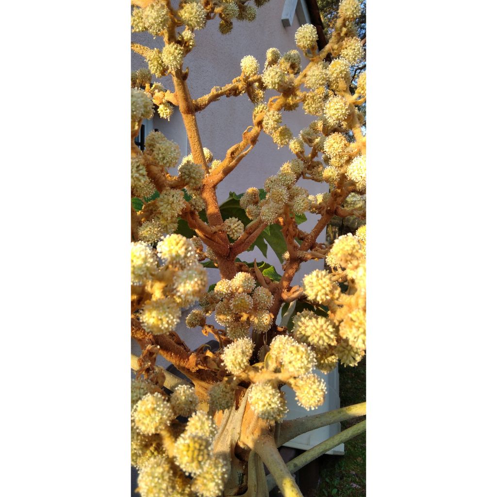 Tetrapanax papyrifera Rex - Chinese rice-paper Plant