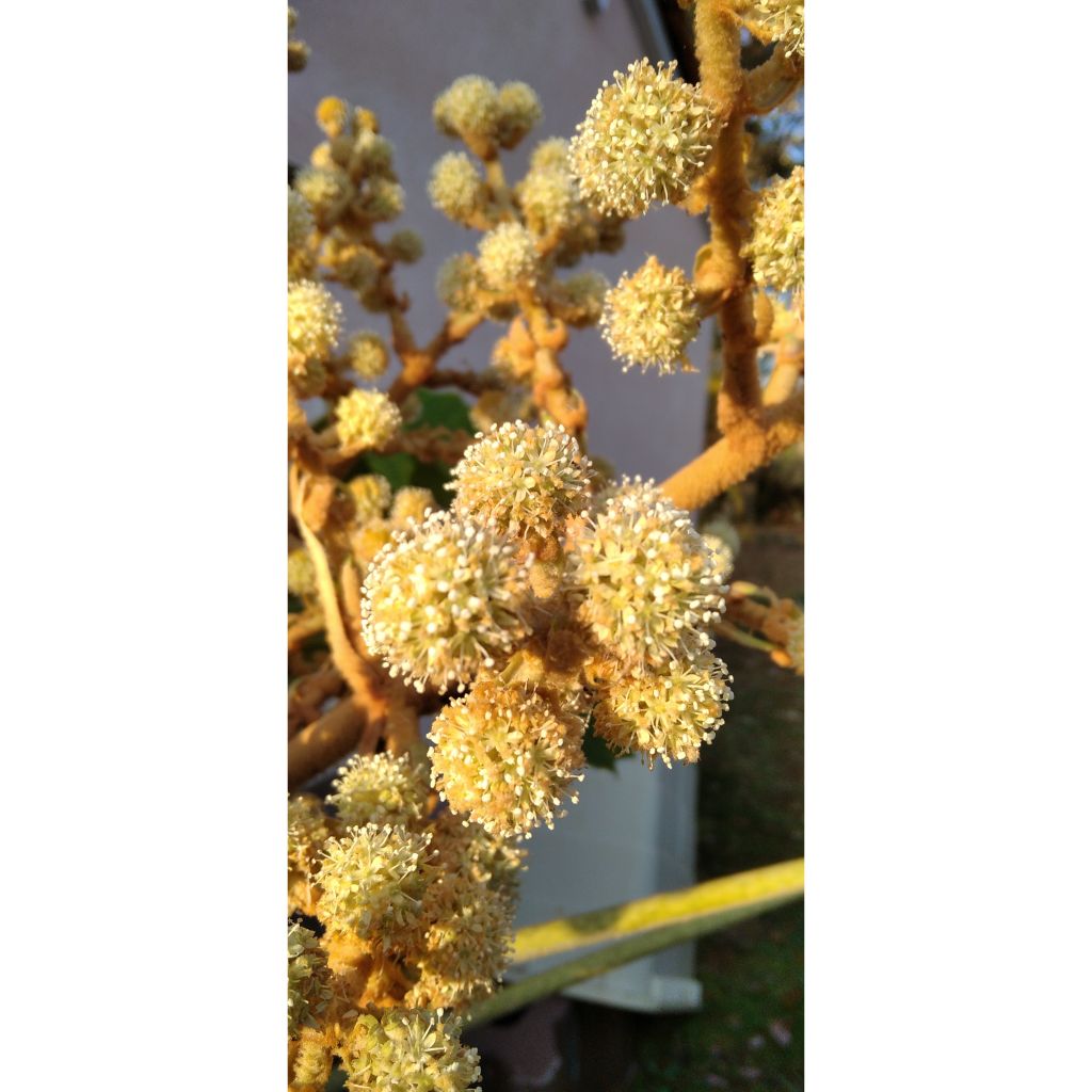 Tetrapanax papyrifera Rex - Chinese rice-paper Plant