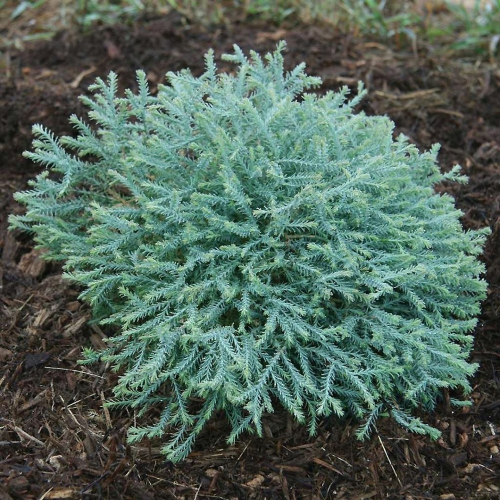 Thuja occidentalis Pancake Concesarini - Canadian Arborvitae