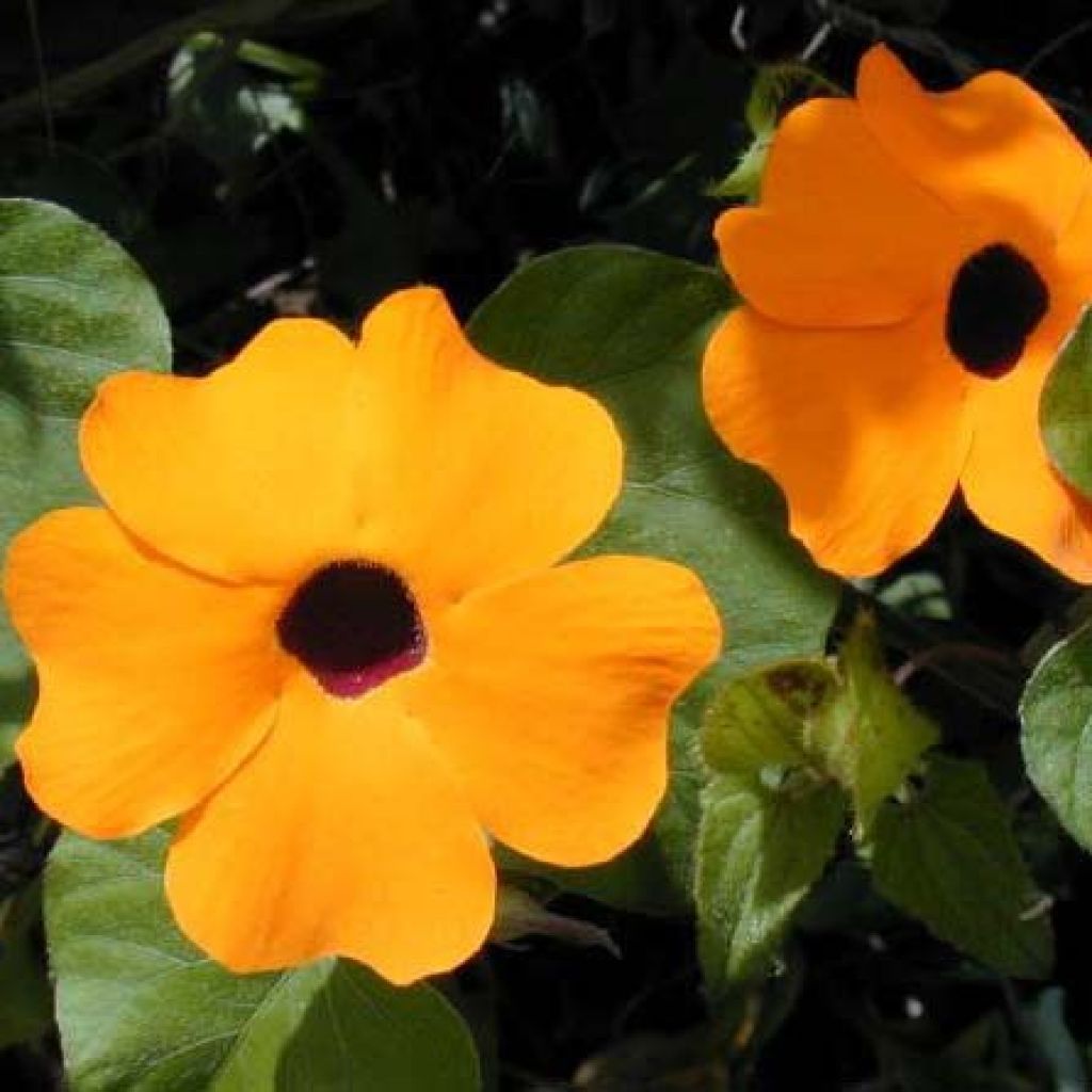 Thunbergia alata Tangerine - Black-eyed Susan