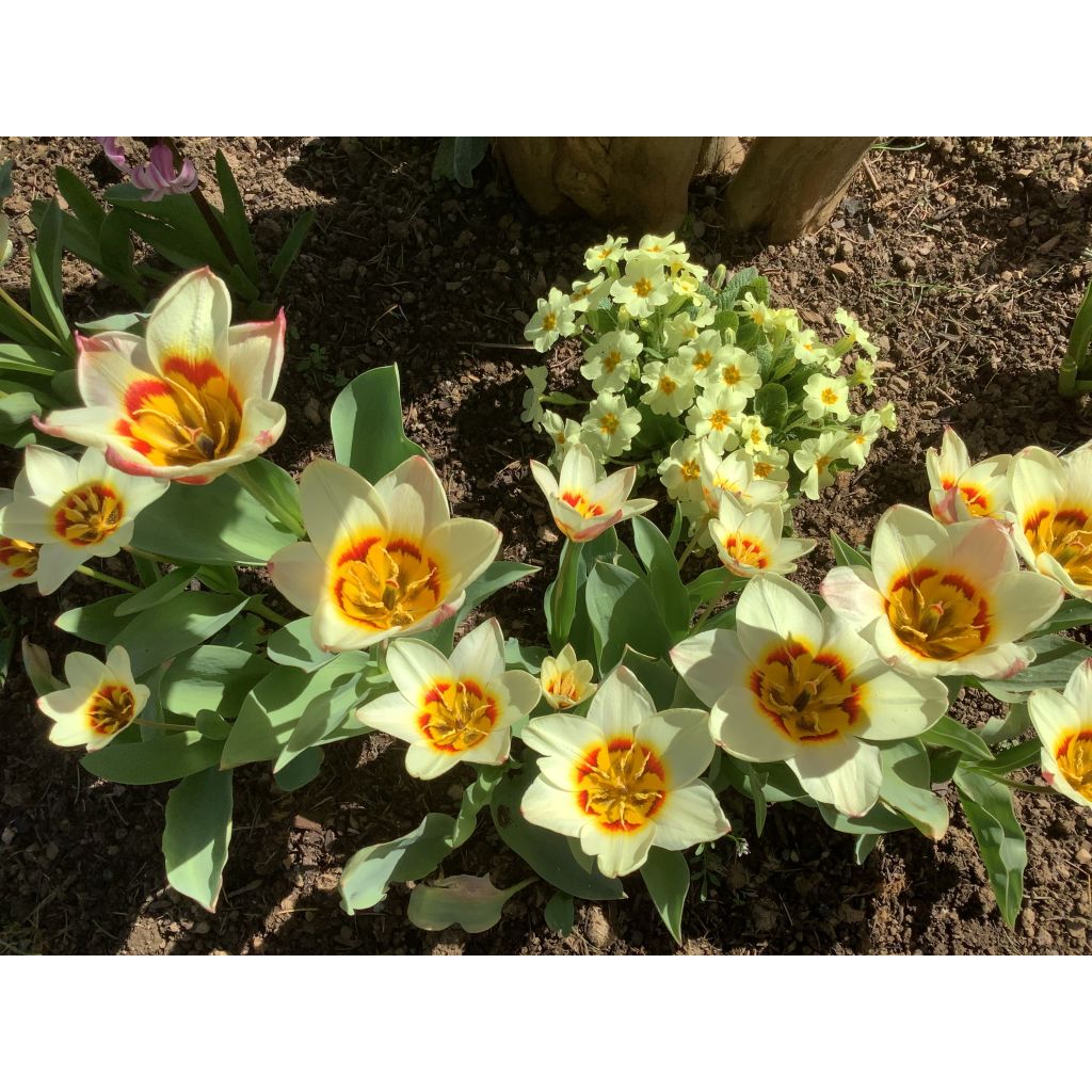 Tulipa kaufmanniana Johann Strauss