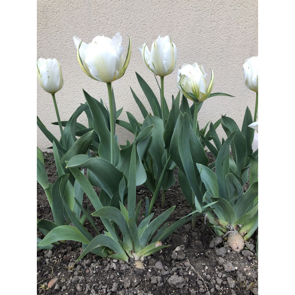 Tulipa fosteriana Exotic Emperor