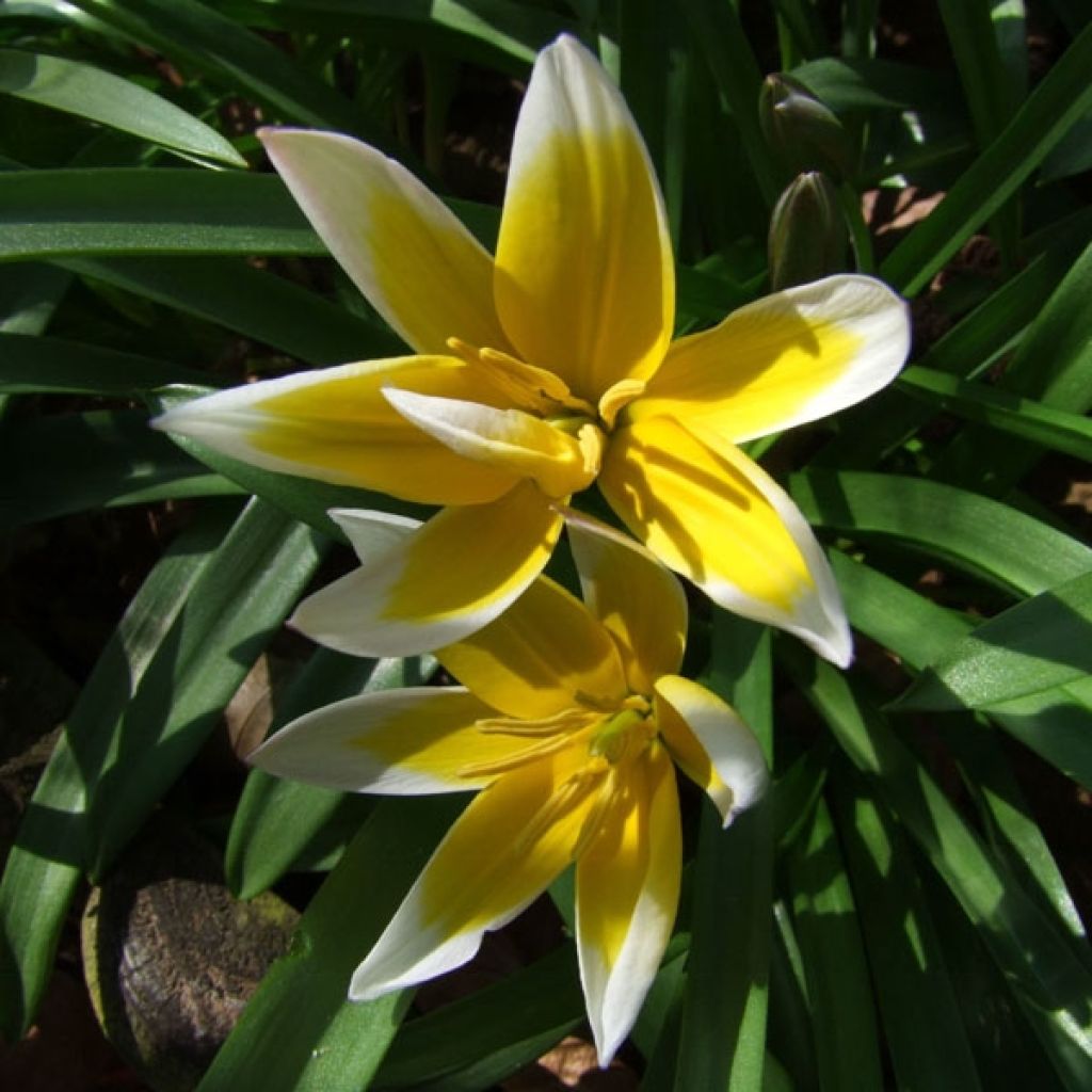 Tulipa tarda - Botanical Tulip