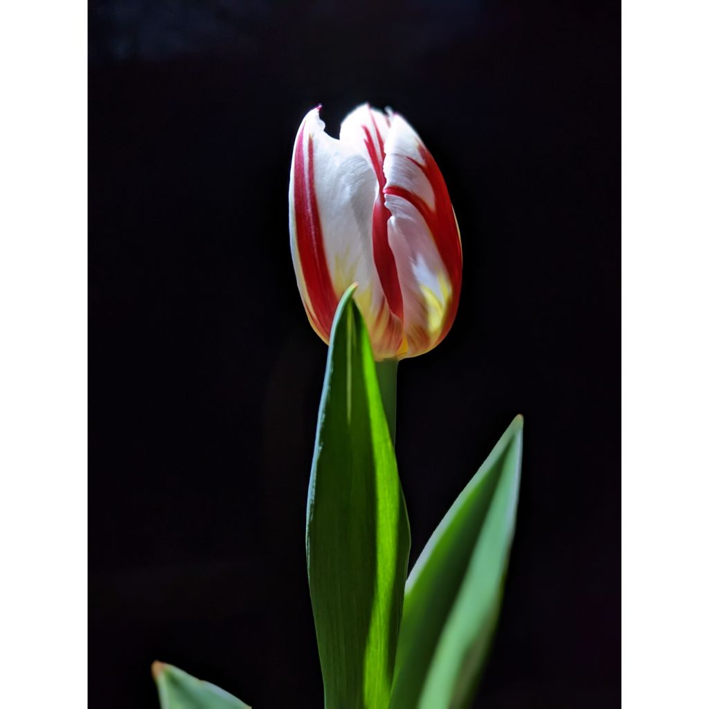 Tulipa Happy Generation - Triumph Tulip