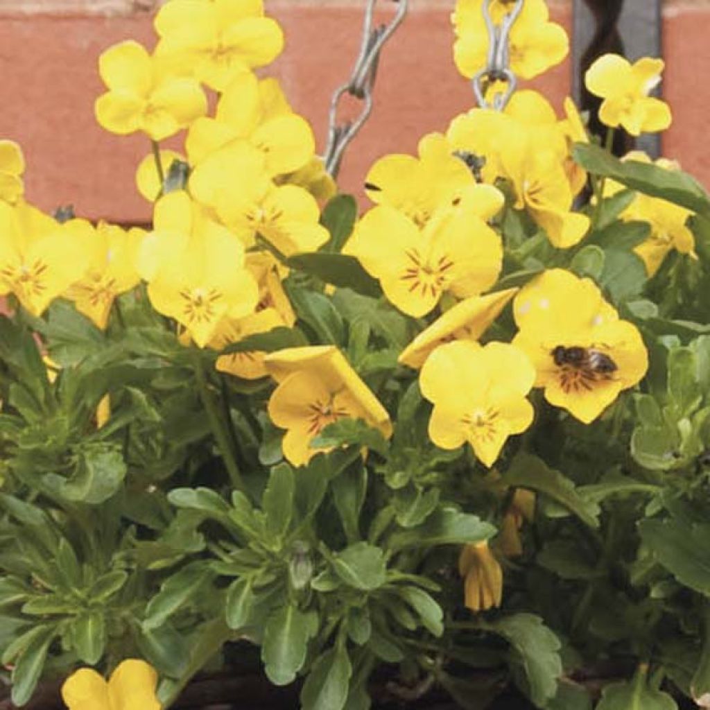 Viola wittrockiana Viola - Yellow Trailing Pansy