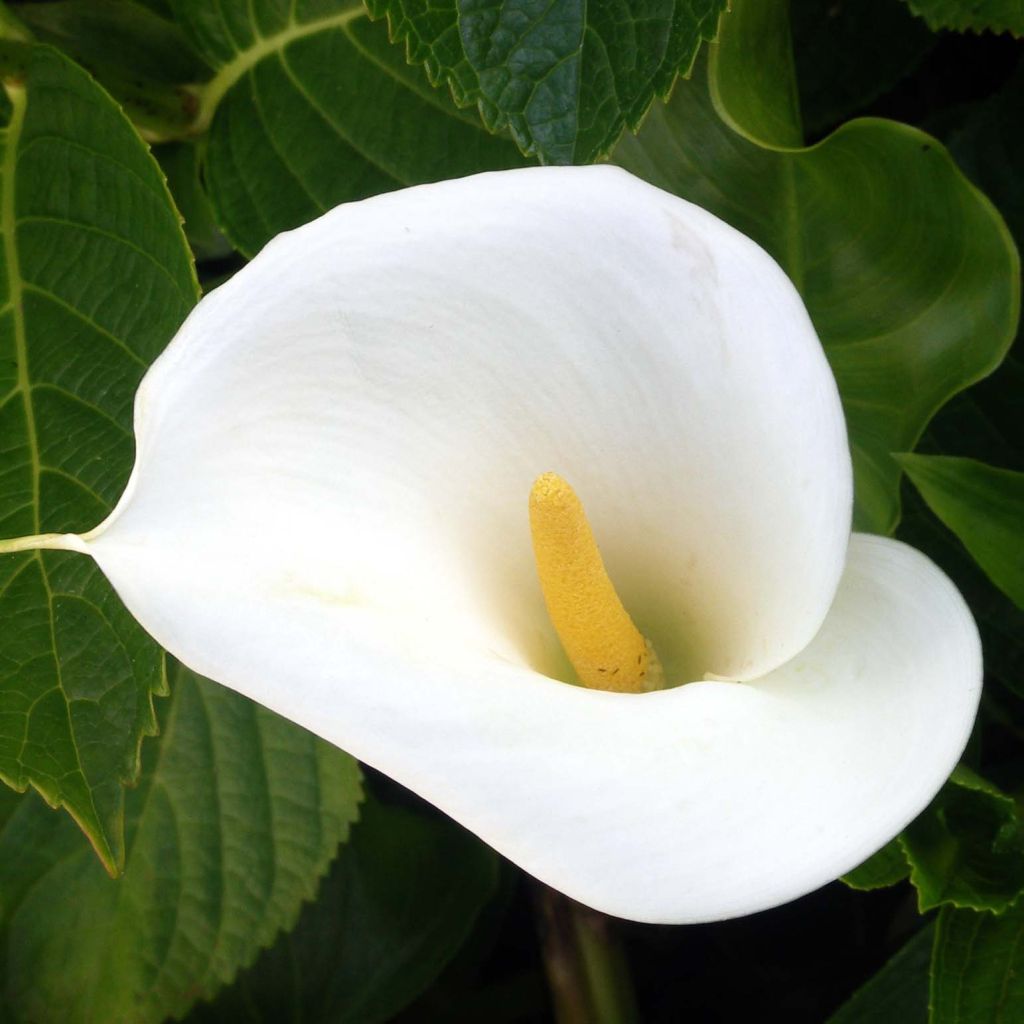 Zantedeschia aethiopica - Calla Lily 