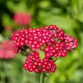 Achillea millefolium Red Velvet - Achillée millefeuille rouge intense