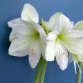 Amaryllis Luna - Hippeastrum ivoire