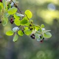 Amelanchier  alnifolia Saskatoon Berry 