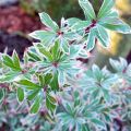 Pieris japonica Little Frosty - Japanese Andromeda